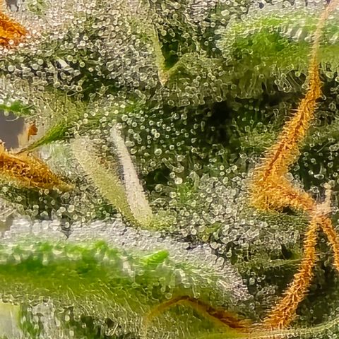 GOAT'lato Auto growlog timeline photo