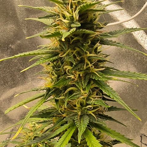 GOAT'lato Auto growlog timeline photo