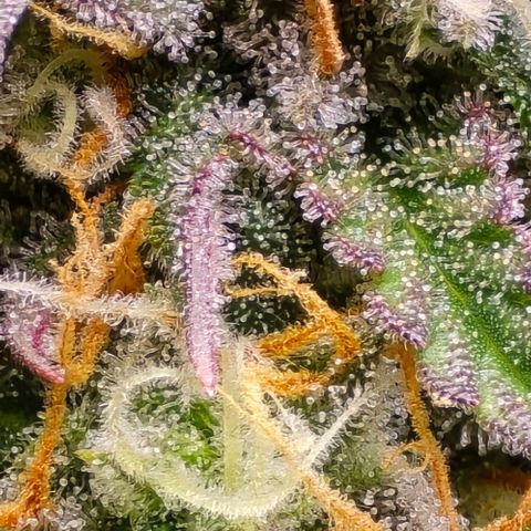 Bubble Kush Auto growlog timeline photo