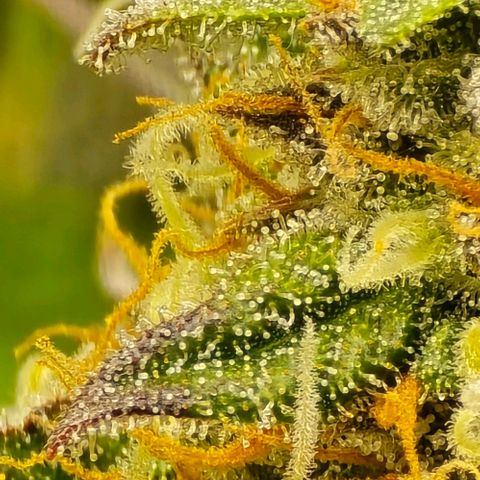 Bubble Kush Auto growlog timeline photo