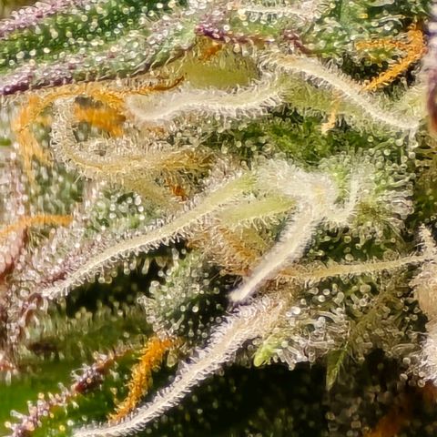 Bubble Kush Auto growlog timeline photo