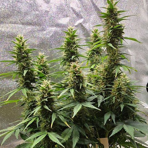 GOAT'lato Auto growlog timeline photo