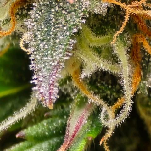 Bubble Kush Auto growlog timeline photo