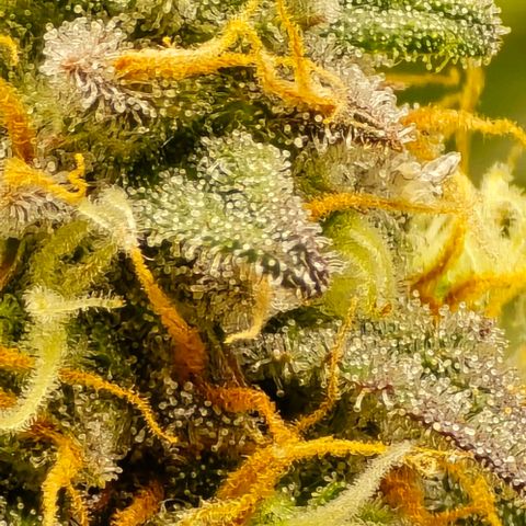 Bubble Kush Auto growlog timeline photo