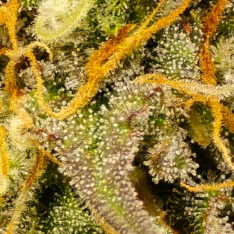 Bubble Kush Auto growlog timeline photo