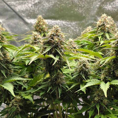Bubble Kush Auto growlog timeline photo
