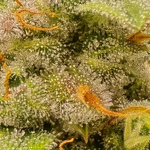 GOAT'lato Auto growlog timeline photo