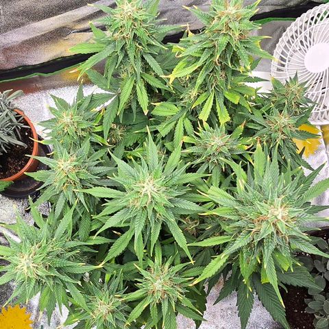GOAT'lato Auto growlog timeline photo