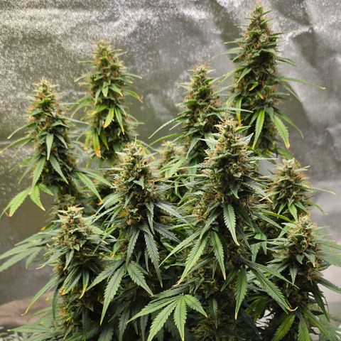 GOAT'lato Auto growlog timeline photo
