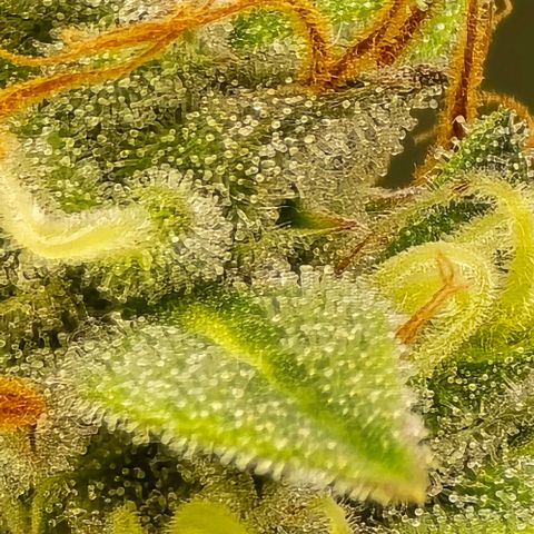 GOAT'lato Auto growlog timeline photo