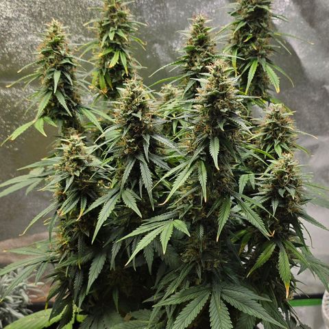 GOAT'lato Auto growlog timeline photo