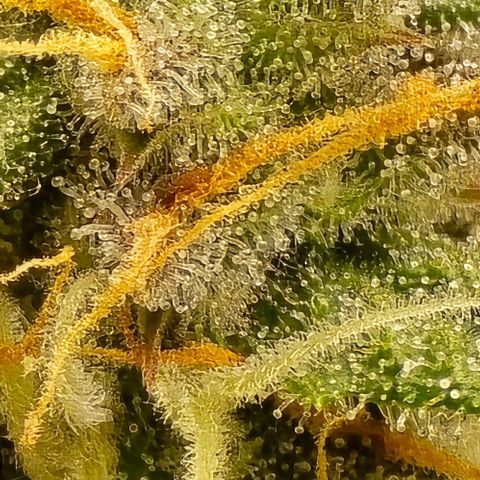 Bubble Kush Auto growlog timeline photo