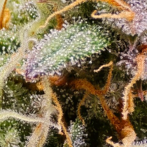 Bubble Kush Auto growlog timeline photo