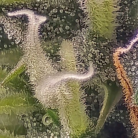 GOAT'lato Auto growlog timeline photo