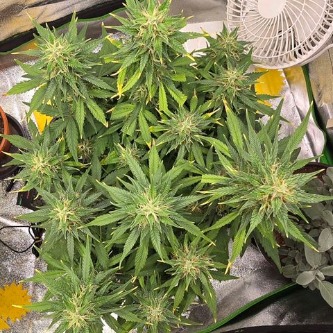 GOAT'lato Auto growlog timeline photo