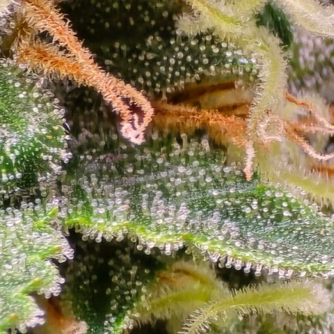 GOAT'lato Auto growlog timeline photo