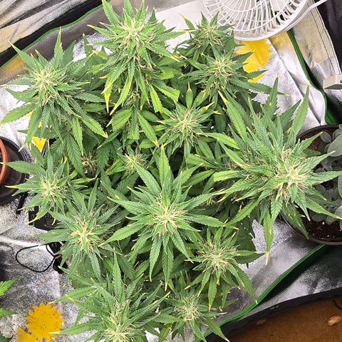 GOAT'lato Auto growlog timeline photo