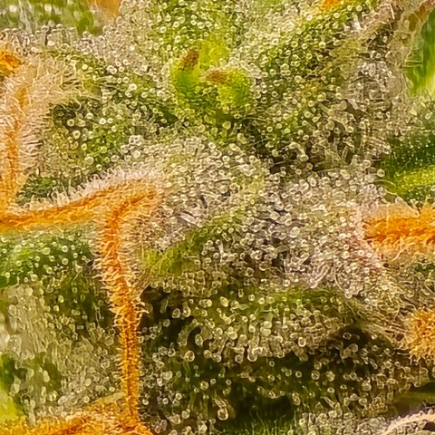 GOAT'lato Auto growlog timeline photo