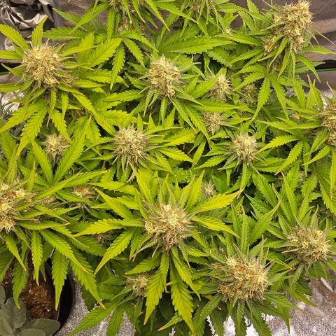 Bubble Kush Auto growlog timeline photo