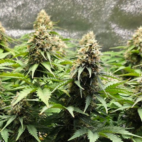 Bubble Kush Auto growlog timeline photo