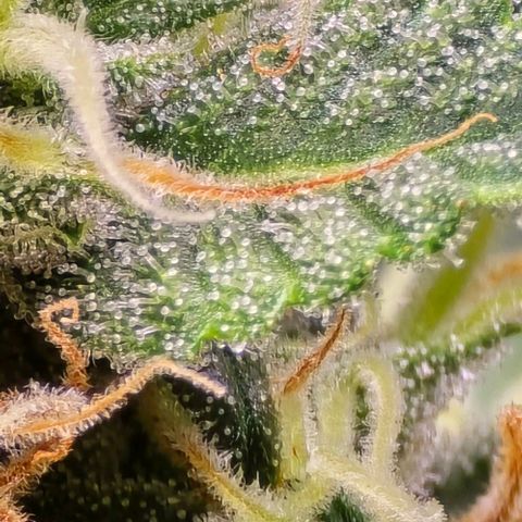 GOAT'lato Auto growlog timeline photo