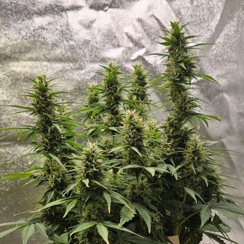 GOAT'lato Auto growlog timeline photo