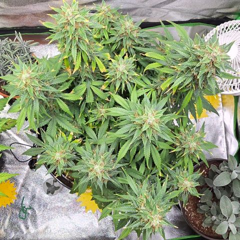 GOAT'lato Auto growlog timeline photo