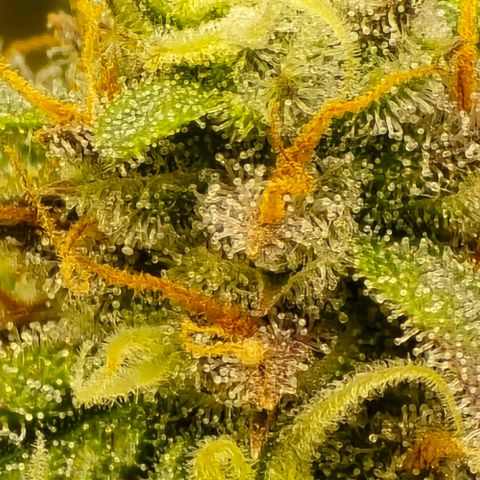 Bubble Kush Auto growlog timeline photo
