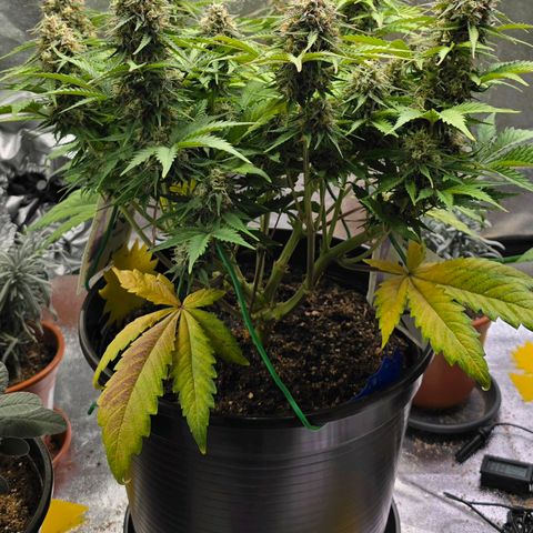 Bubble Kush Auto growlog timeline photo