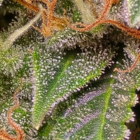 GOAT'lato Auto growlog timeline photo