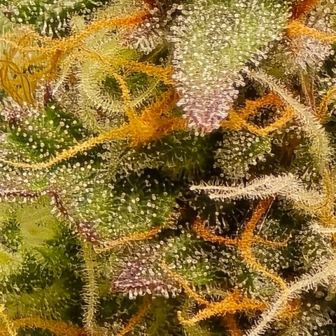 Bubble Kush Auto growlog timeline photo