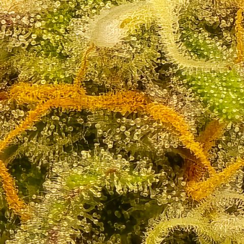 Bubble Kush Auto growlog timeline photo