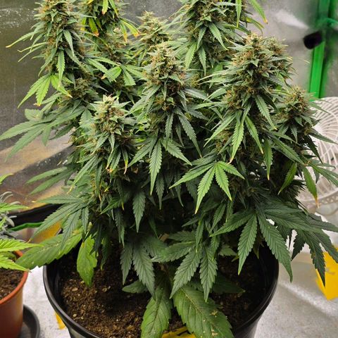 GOAT'lato Auto growlog timeline photo