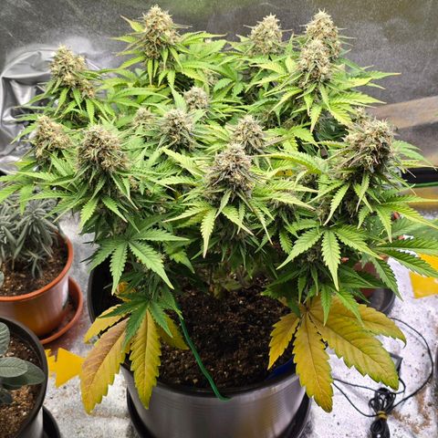 Bubble Kush Auto growlog timeline photo