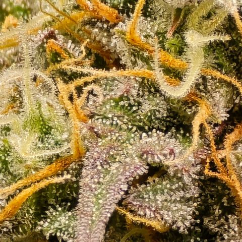 Bubble Kush Auto growlog timeline photo