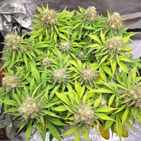 Bubble Kush Auto growlog timeline photo