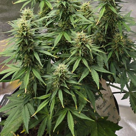 GOAT'lato Auto growlog timeline photo