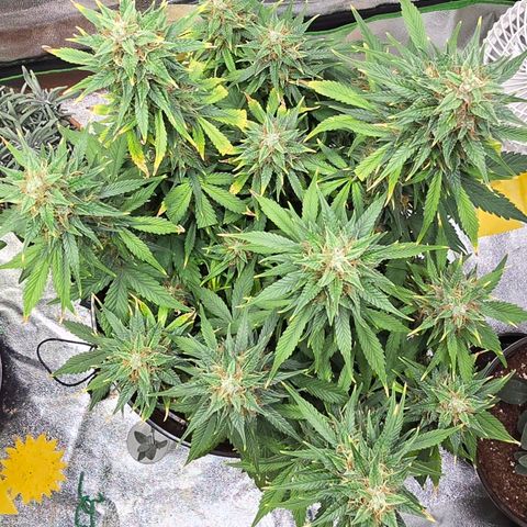 GOAT'lato Auto growlog timeline photo