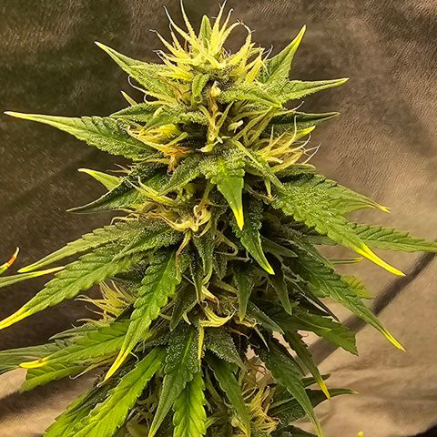 GOAT'lato Auto growlog timeline photo