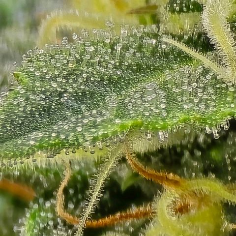 GOAT'lato Auto growlog timeline photo