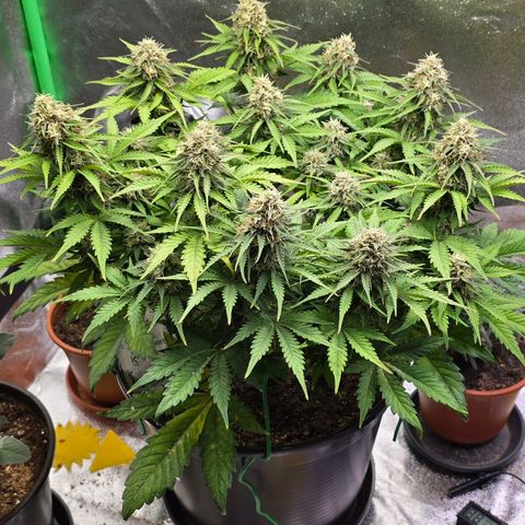 Bubble Kush Auto growlog timeline photo