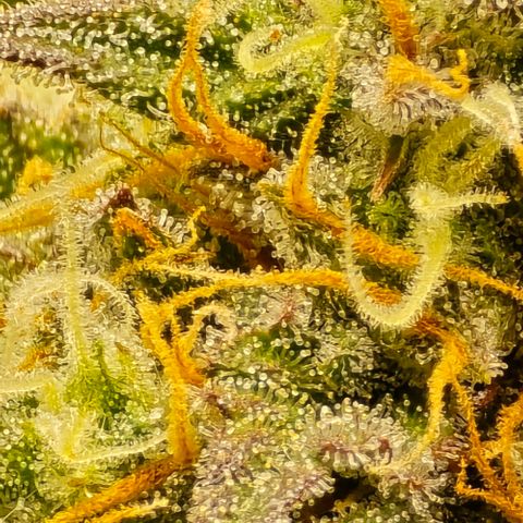 Bubble Kush Auto growlog timeline photo