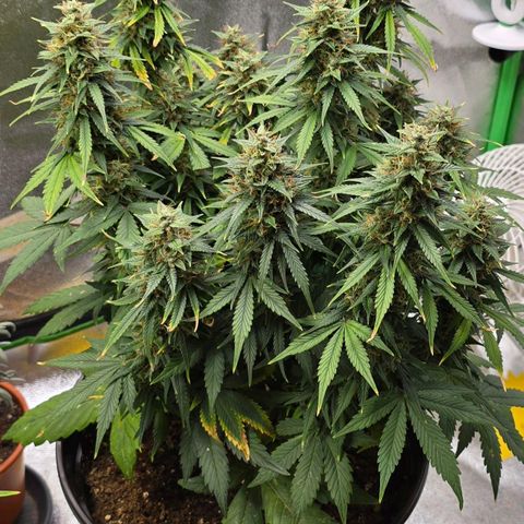GOAT'lato Auto growlog timeline photo