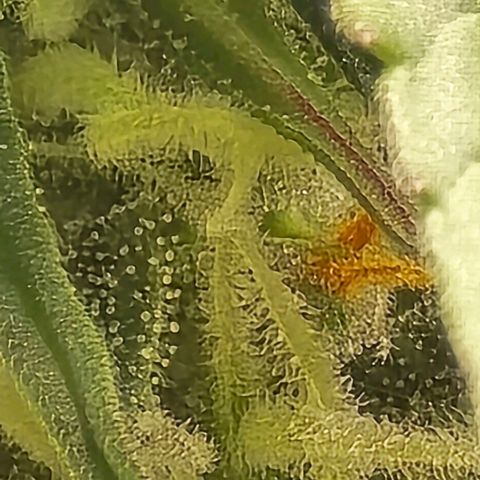 GOAT'lato Auto growlog timeline photo