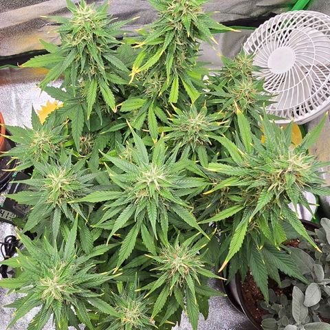 GOAT'lato Auto growlog timeline photo