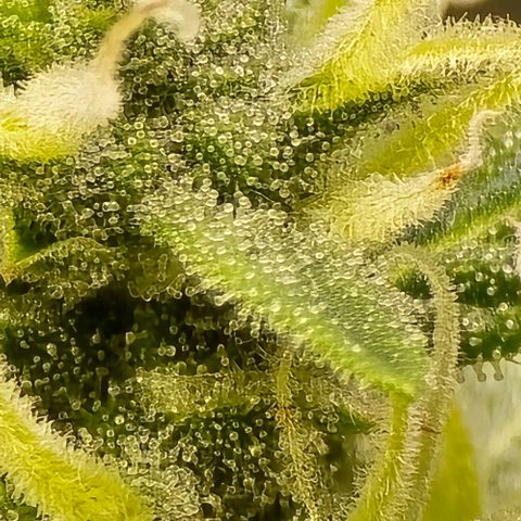 GOAT'lato Auto growlog timeline photo