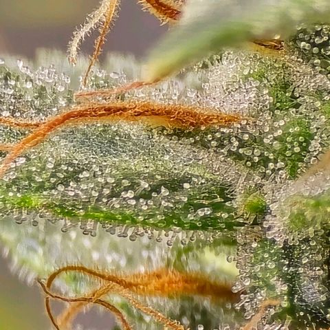 GOAT'lato Auto growlog timeline photo