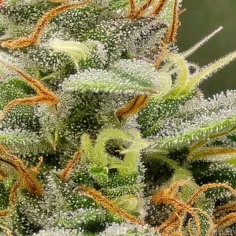 GOAT'lato Auto growlog timeline photo