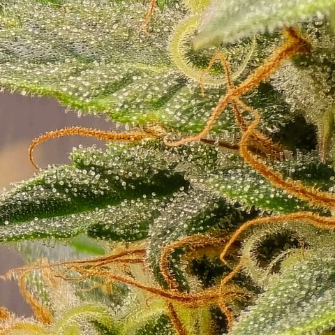 GOAT'lato Auto growlog timeline photo