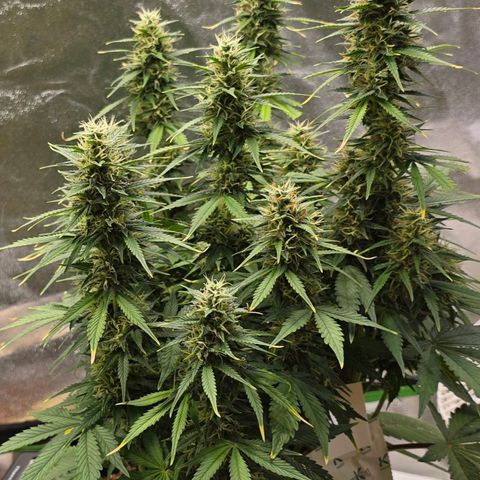 GOAT'lato Auto growlog timeline photo